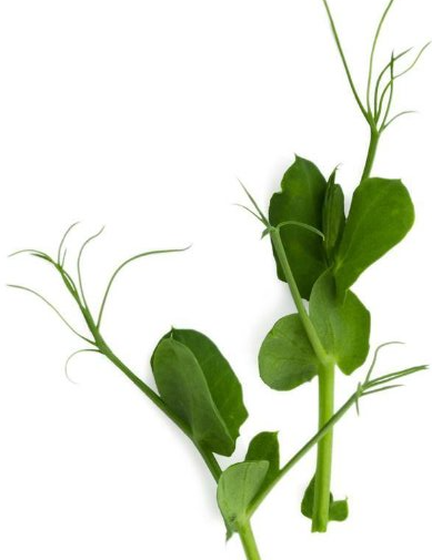 Sunflower Microgreens